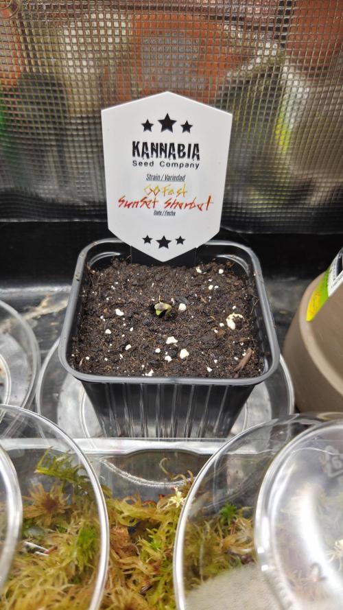 Kannabia Sunset Sherbet Go Fast. Week 0 - Tag 4
91h Keimung beendet