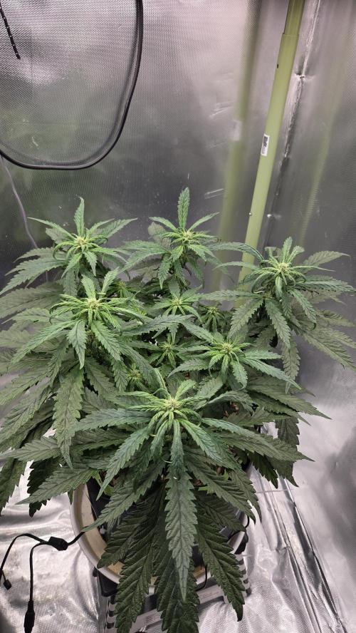Lazyboyseeds Baked in Hossegor. Week 10 - Tag 72
Blütetag 27