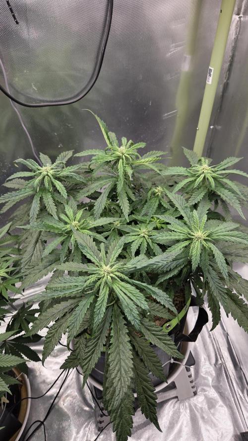 Lazyboyseeds Baked in Hossegor. Week 10 - Tag 74
Blütetag 29