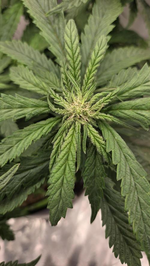 Lazyboyseeds Baked in Hossegor. Week 10 - Tag 74
Blütetag 29