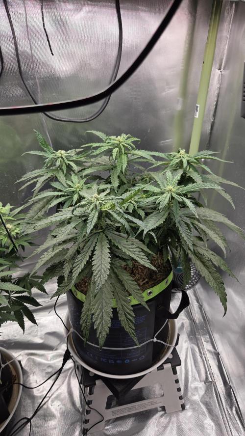 Lazyboyseeds Baked in Hossegor. Week 10 - Tag 75
Blütetag 30