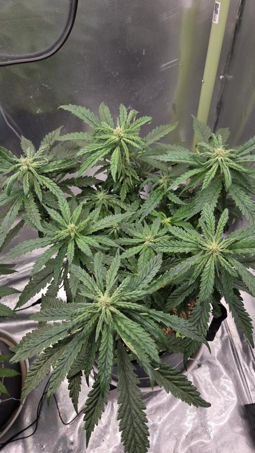 Lazyboyseeds Baked in Hossegor. Week 10 - Tag 75
Blütetag 30