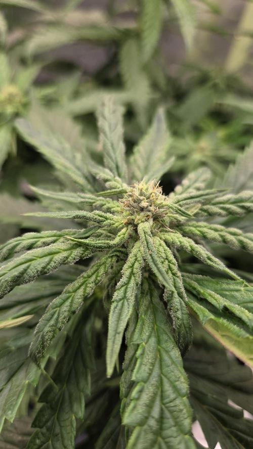 Lazyboyseeds Baked in Hossegor. Week 10 - Tag 75
Blütetag 30