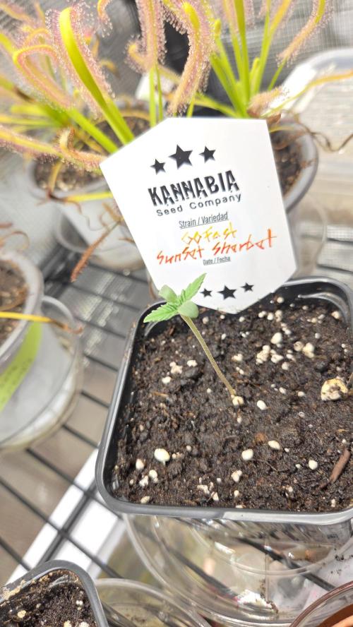Kannabia Sunset Sherbet Go Fast. Week 0 - Tag 6
