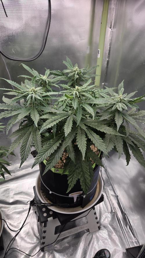 Lazyboyseeds Baked in Hossegor. Week 10 - Tag 76
Blütetag 31