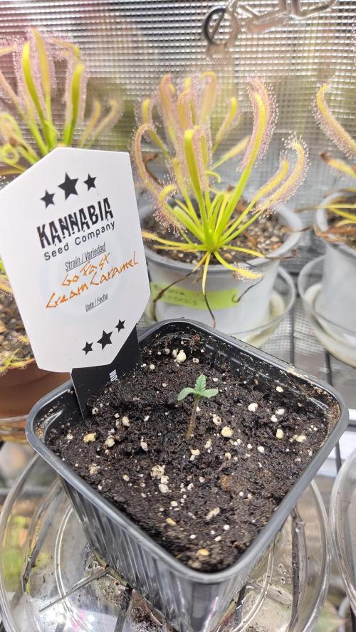 Kannabia Candy Cream Go Fast. Week 0 - Tag 7