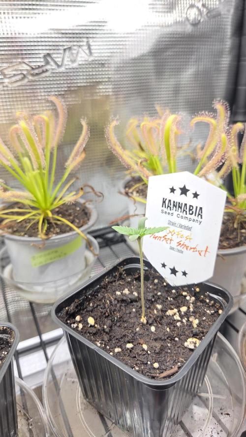 Kannabia Sunset Sherbet Go Fast. Week 0 - Tag 7
