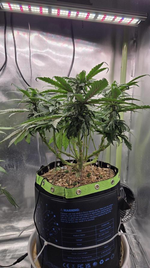 Lazyboyseeds Baked in Hossegor. Week 10 - Tag 77
Blütetag 32
