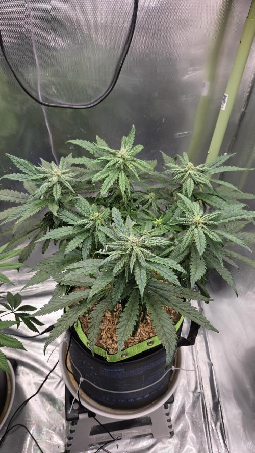 Lazyboyseeds Baked in Hossegor. Week 10 - Tag 77
Blütetag 32