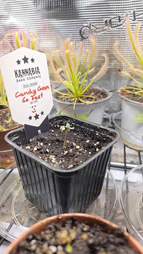 Kannabia Candy Cream Go Fast. Week 1 - Tag 8