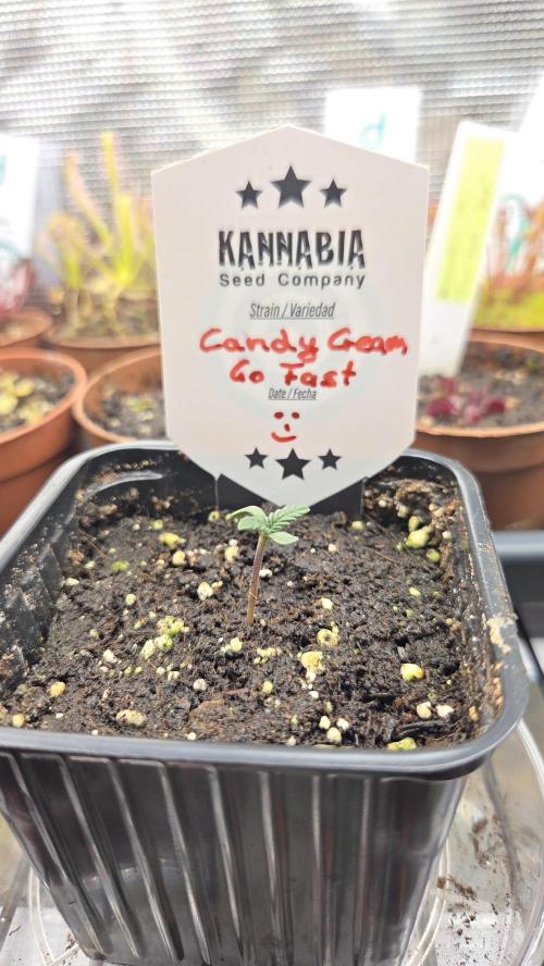 Kannabia Candy Cream Go Fast. Week 1 - Tag 9