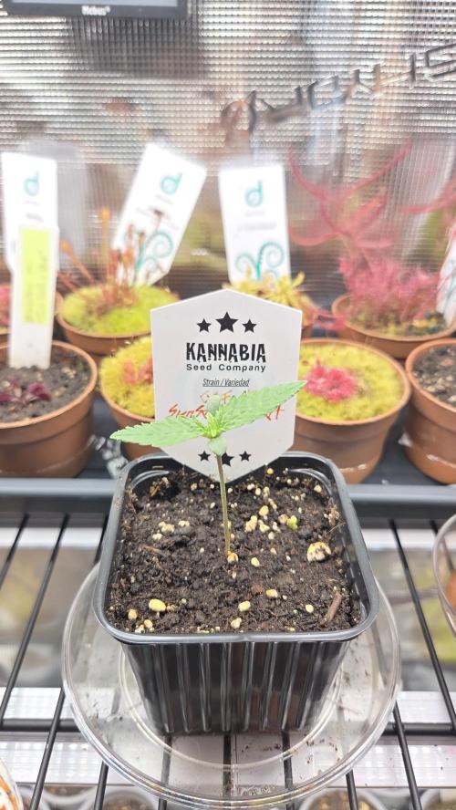 Kannabia Sunset Sherbet Go Fast. Week 1 - Tag 9