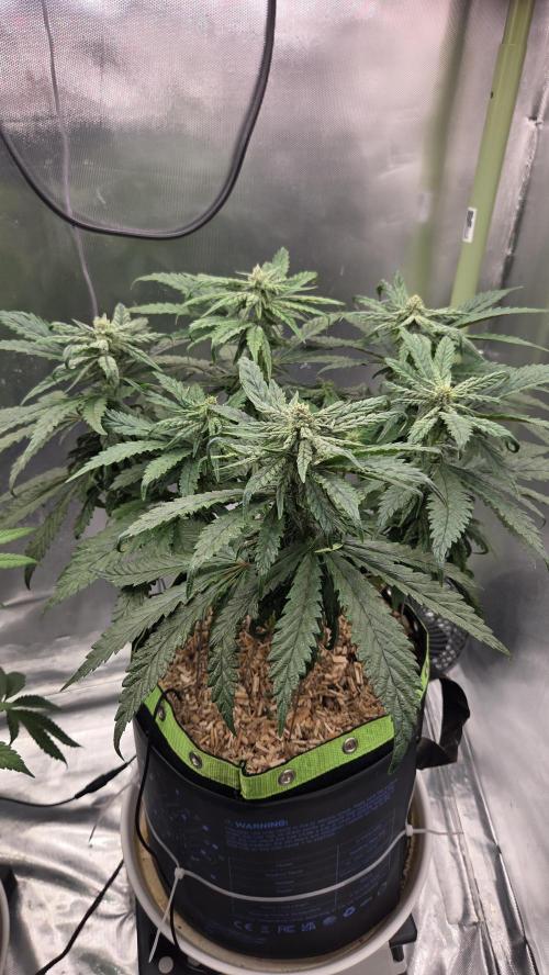 Lazyboyseeds Baked in Hossegor. Week 11 - Tag 78
Blütetag 33