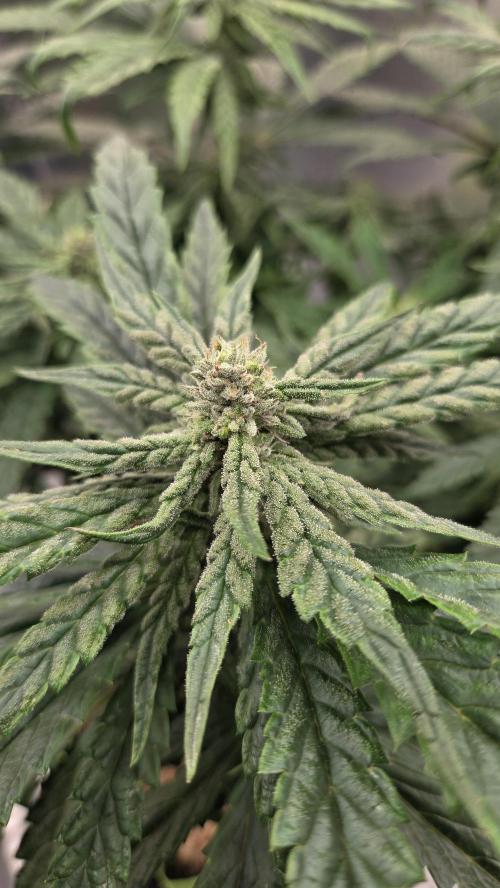 Lazyboyseeds Baked in Hossegor. Week 11 - Tag 78
Blütetag 33