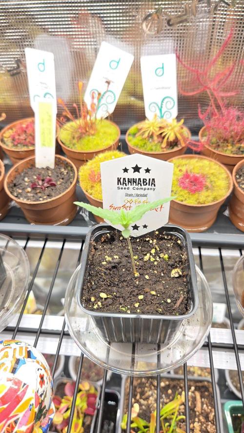 Kannabia Sunset Sherbet Go Fast. Week 1 - Tag 10