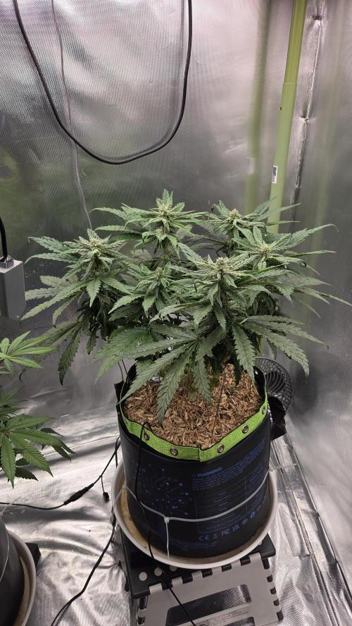 Lazyboyseeds Baked in Hossegor. Week 11 - Tag 79
Blütetag 34