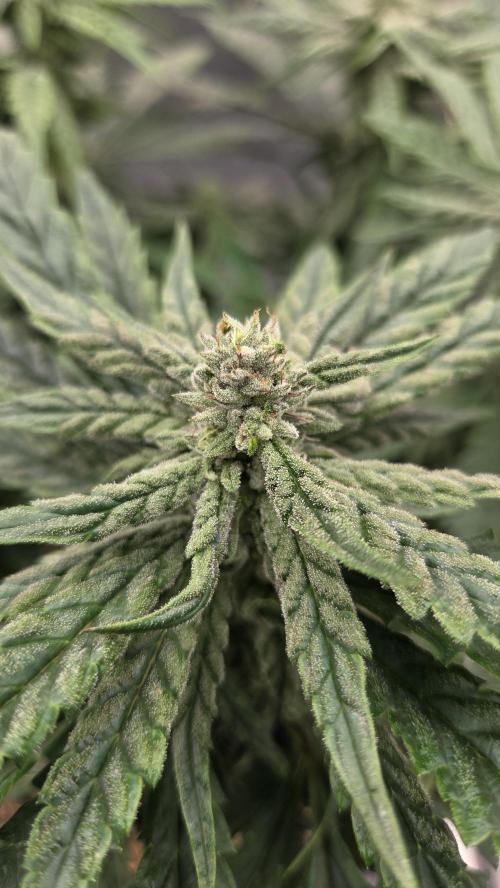 Lazyboyseeds Baked in Hossegor. Week 11 - Tag 79
Blütetag 34