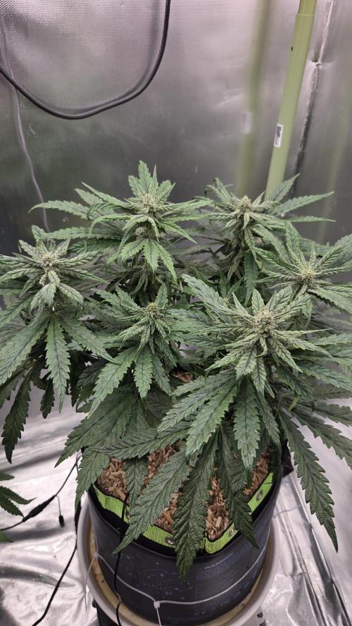 Lazyboyseeds Baked in Hossegor. Week 11 - Tag 80
Blütetag 35