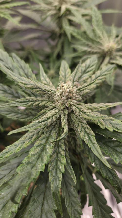 Lazyboyseeds Baked in Hossegor. Week 11 - Tag 81

Blütetag 36