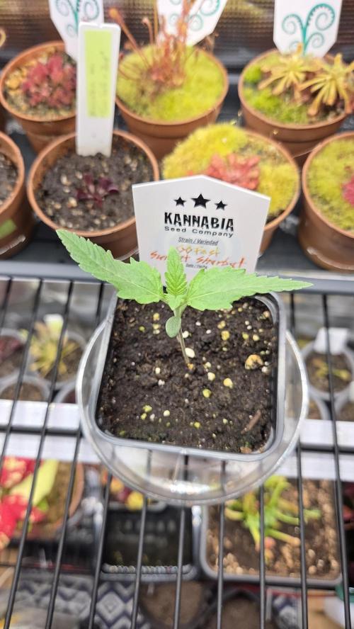 Kannabia Sunset Sherbet Go Fast. Week 1 - Tag 11