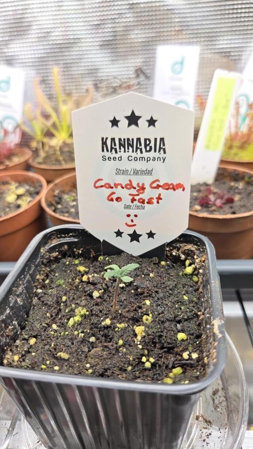 Kannabia Candy Cream Go Fast. Week 1 - Tag 10