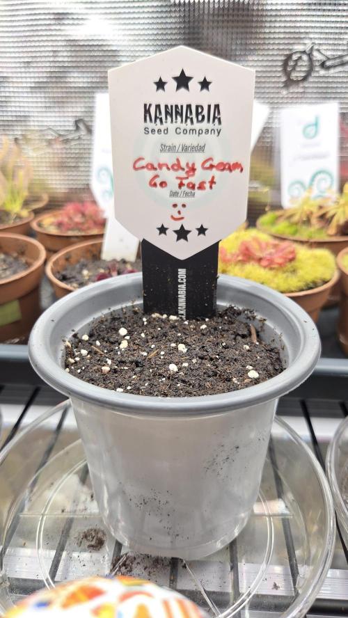 Kannabia Candy Cream Go Fast. Week 1 - Nr.2 
Tag 1