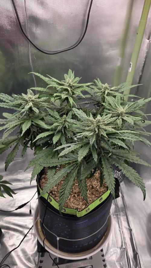 Lazyboyseeds Baked in Hossegor. Week 11 - Tag 81
Blütetag 36