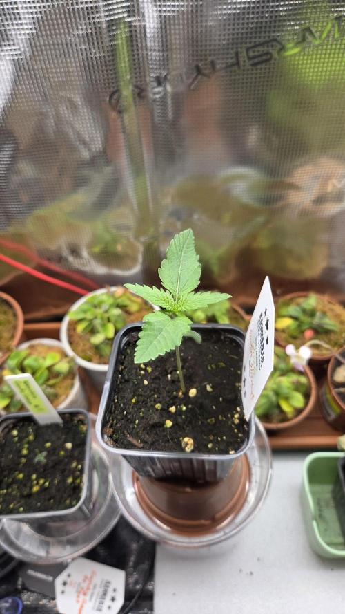 Kannabia Sunset Sherbet Go Fast. Week 1 - Tag 12