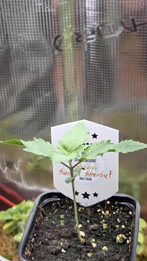Kannabia Sunset Sherbet Go Fast. Week 1 - Tag 13