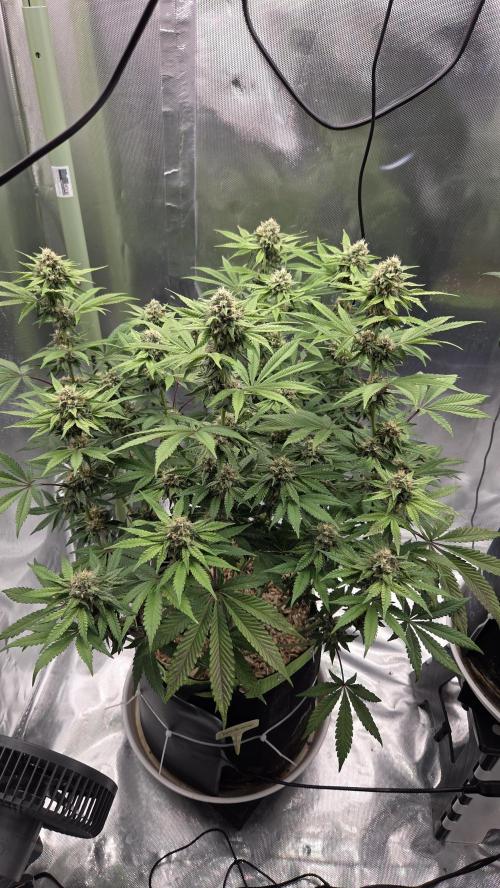 Sensis Cherry Strudel. Week 11 - Tag 80
Blütetag 38