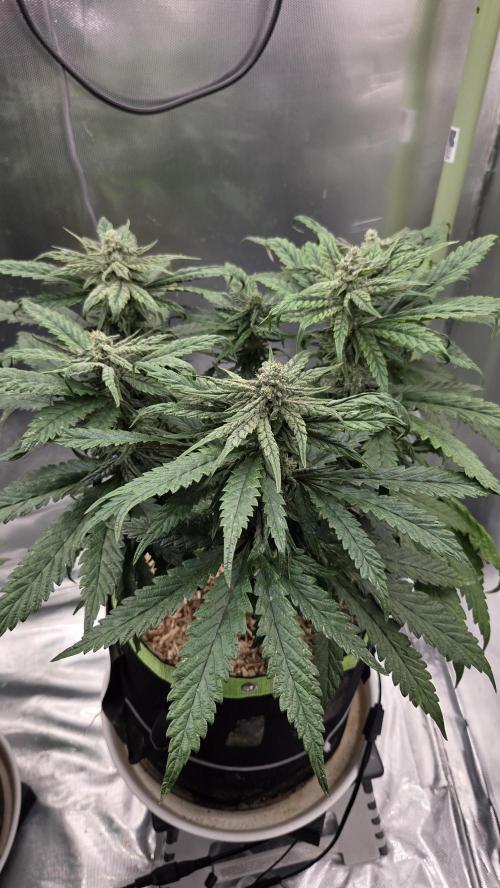 Lazyboyseeds Baked in Hossegor. Week 11 - Tag 83
Blütetag 38
