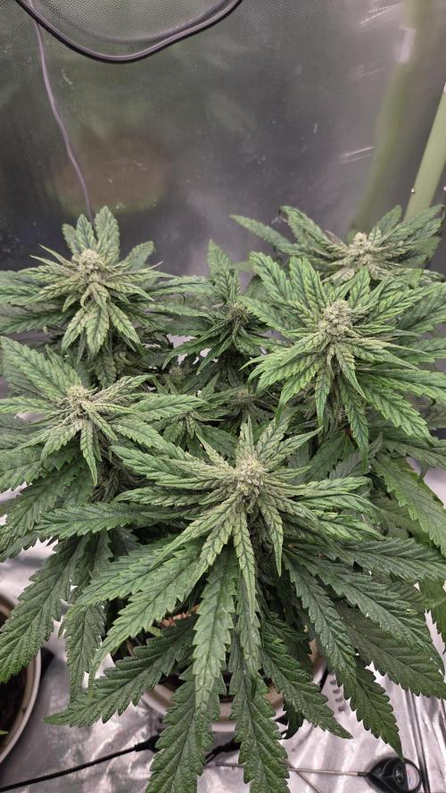 Lazyboyseeds Baked in Hossegor. Week 11 - Tag 83
Blütetag 38
