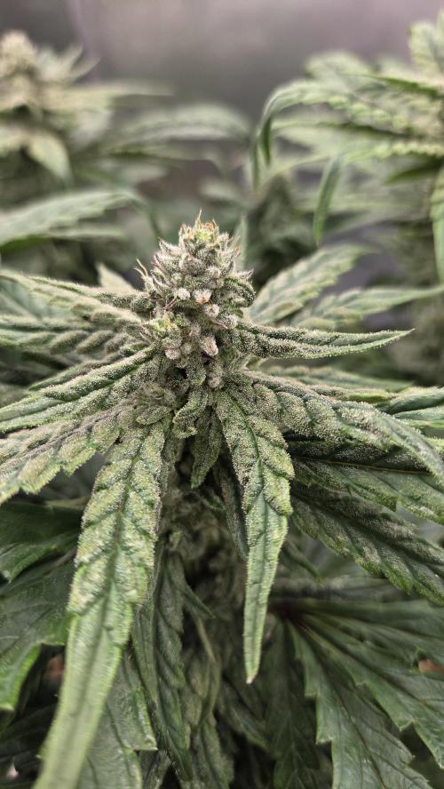 Lazyboyseeds Baked in Hossegor. Week 11 - Tag 83
Blütetag 38