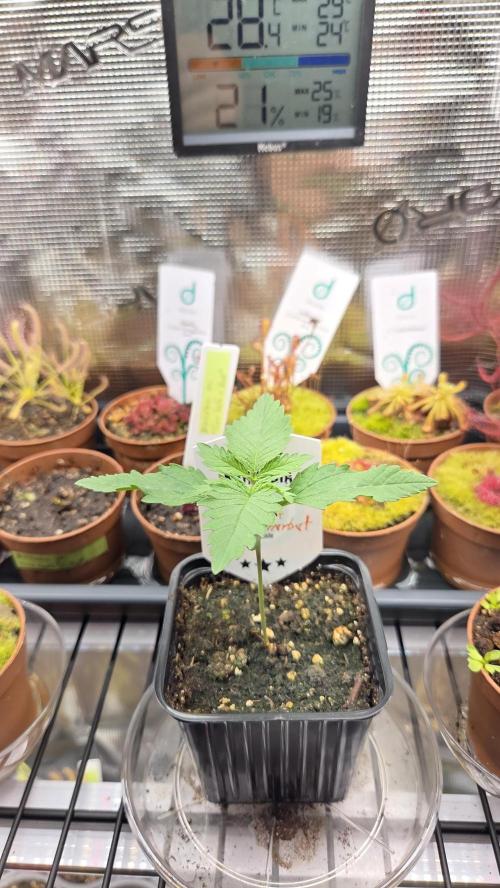 Kannabia Sunset Sherbet Go Fast. Week 1 - Tag 14