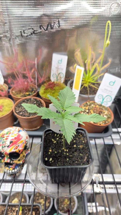 Kannabia Sunset Sherbet Go Fast. Week 2 - Tag 15