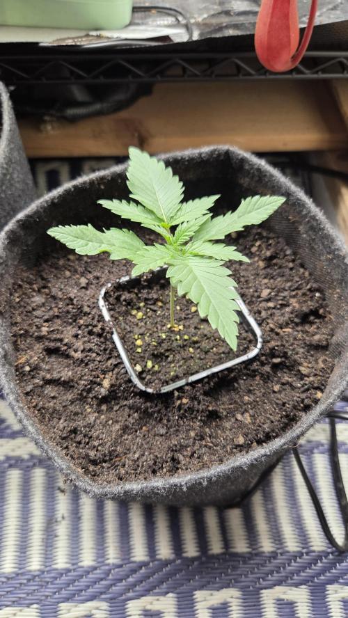 Kannabia Sunset Sherbet Go Fast. Week 2 - Tag 15