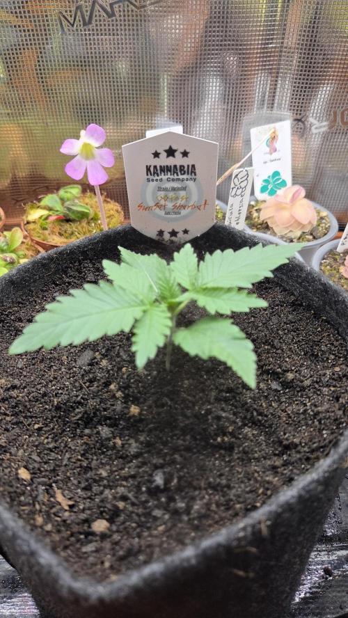 Kannabia Sunset Sherbet Go Fast. Week 2 - Tag 15