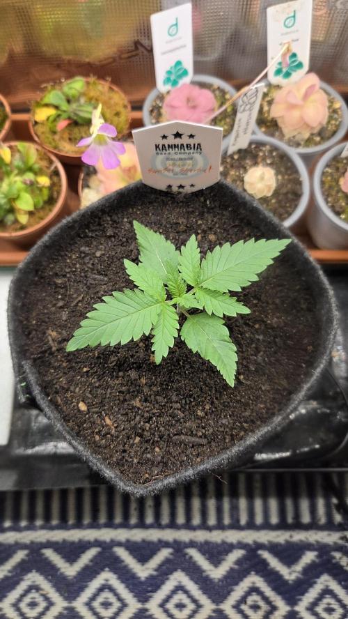 Kannabia Sunset Sherbet Go Fast. Week 2 - Tag 15
