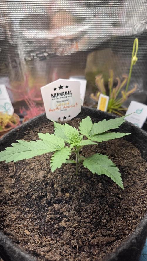 Kannabia Sunset Sherbet Go Fast. Week 2 - Tag 16