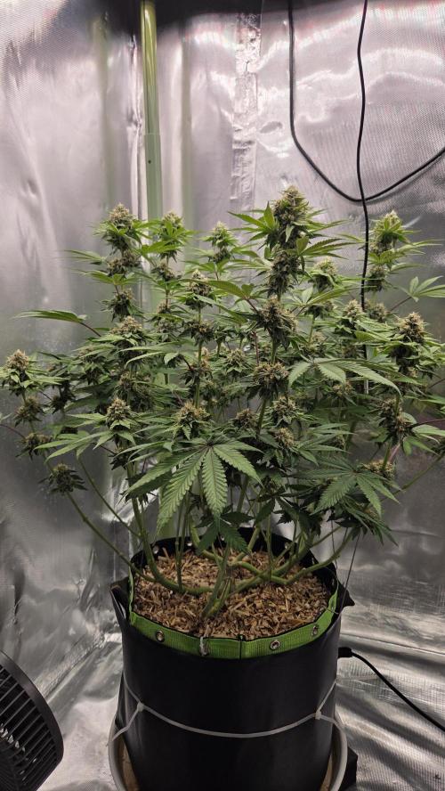 Sensis Cherry Strudel. Week 11 - Tag 82
Blütetag 40