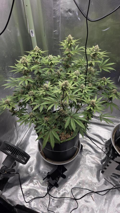 Sensis Cherry Strudel. Week 11 - Tag 82
Blütetag 40