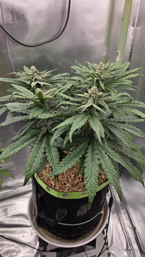 Lazyboyseeds Baked in Hossegor. Week 12 - Tag 85
Blütetag 40