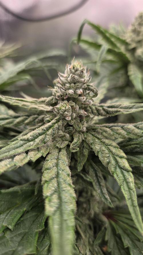 Lazyboyseeds Baked in Hossegor. Week 12 - Tag 85
Blütetag 40