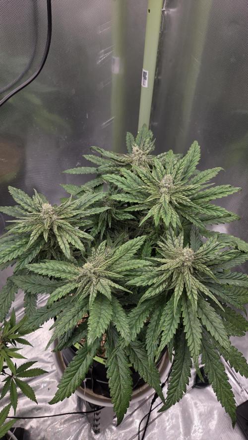 Lazyboyseeds Baked in Hossegor. Week 12 - Tag 86
Blütetag 41