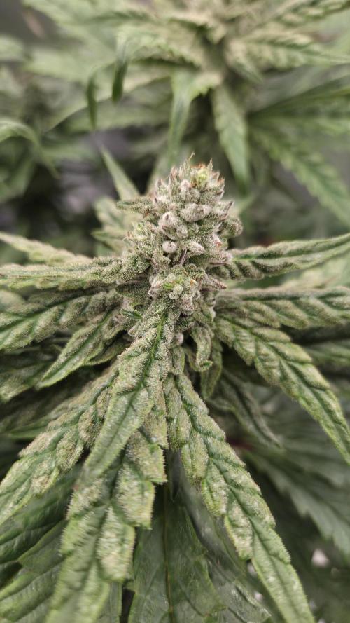 Lazyboyseeds Baked in Hossegor. Week 12 - Tag 86
Blütetag 41