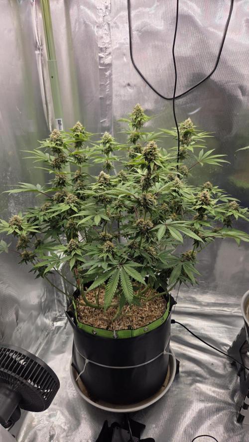 Sensis Cherry Strudel. Week 11 - Tag 83
Blütetag 41
