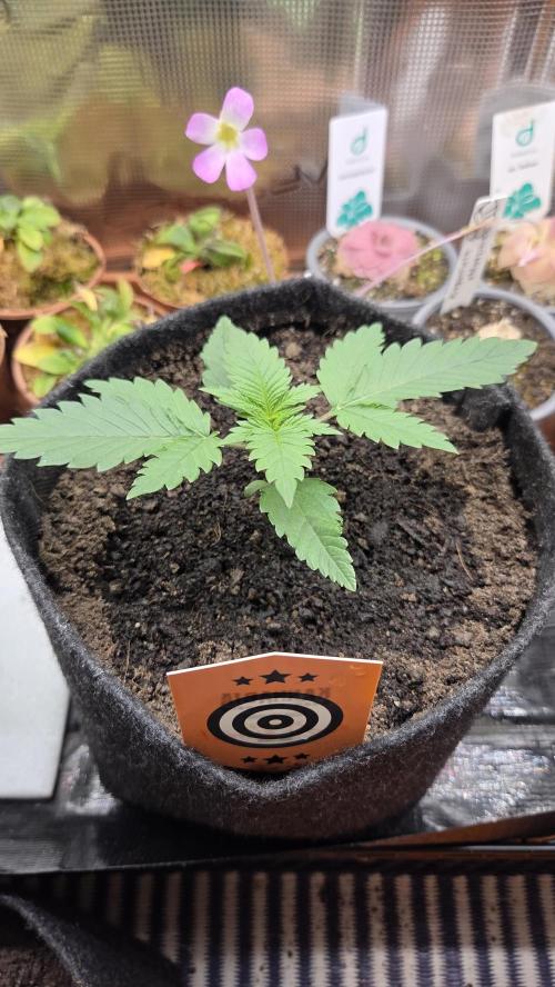 Kannabia Sunset Sherbet Go Fast. Week 2 - Tag 17