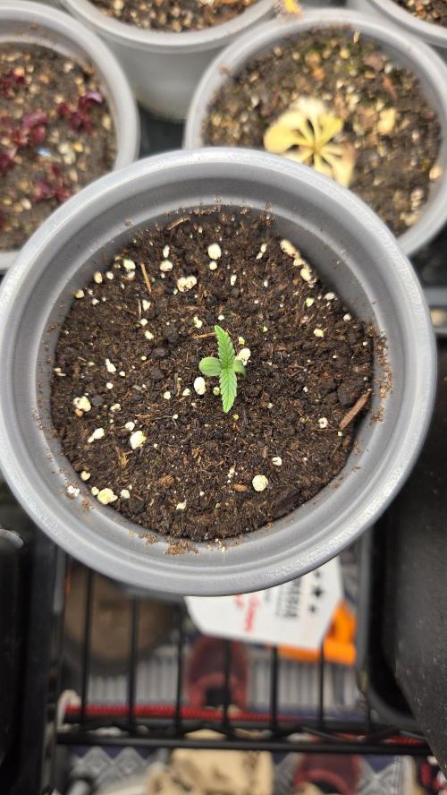 Kannabia Candy Cream Go Fast. Week 1 - Tag 7