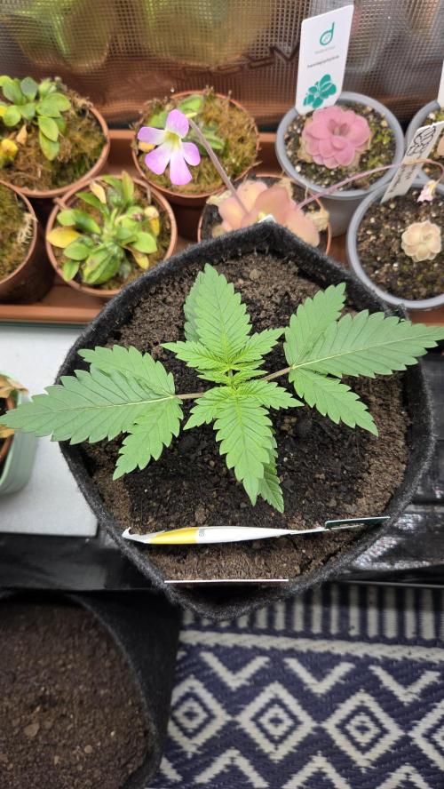 Kannabia Sunset Sherbet Go Fast. Week 2 - Tag 18