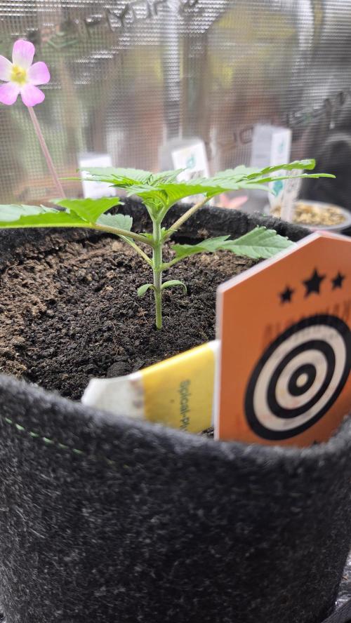 Kannabia Sunset Sherbet Go Fast. Week 2 - Tag 18